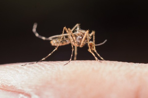 Por que é tão difícil combater o mosquito da dengue no Brasil?