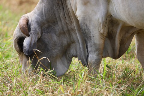 Iniciar a vedação de pasto nas águas garante forragem disponível para o gado durante a estação seca