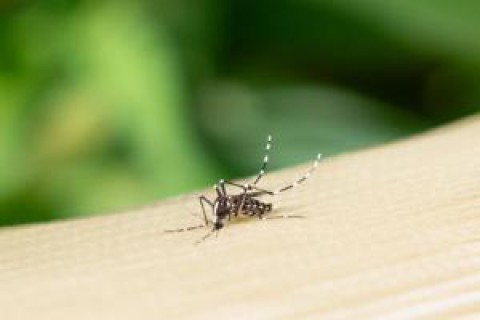 Dengue continua em alta no Brasil: apesar de queda nos registros, mortes são preocupantes em SP, PR e MG