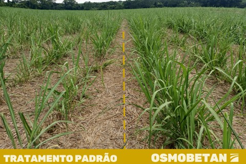 Termoregulador fortalece o canavial durante período de estresse hídrico